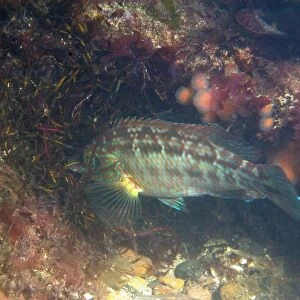 Corkwing Wrasse (Symphodus melops) adult male, building nest, Swanage, Isle of Purbeck, Dorset, England, June