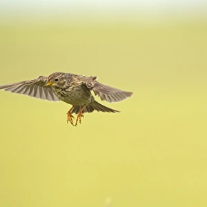 Corn Bunting (Miliaria calandra) adult, in flight, hovering with legs typically dangling, Castilla y Leon, Spain, May