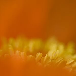 Corn Poppy (Papaver rhoeas) close-up of flower petals, England, september