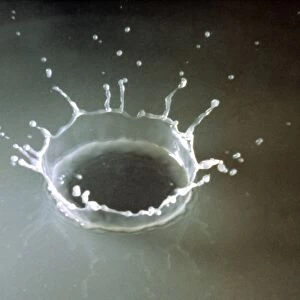 Coronet of droplets formed as a white coloured droplet falls into a shallow liquid