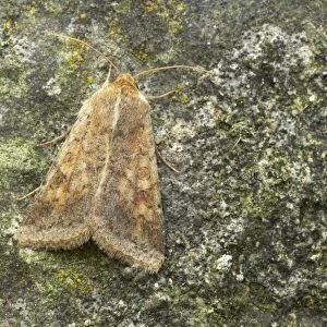 Cotton Bollworm (Helicoverpa armigera) adult, Essex, England