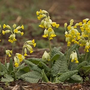 Cowslip (Primula veris) flowering, French Pyrenees, France, May
