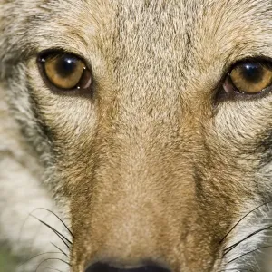 Coyote Adult Face Print Coyote Adult Face Print