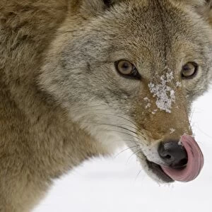Coyote (Canis latrans) adult, close-up of head, licking nose in snow, U. S. A. winter