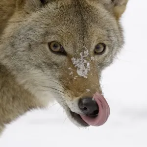 Coyote Print, Close-up Head Licking Nose in Snow Coyote Print, Close-up Head Licking Nose in Snow