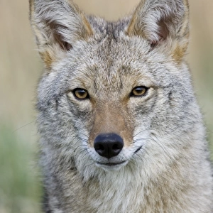 Coyote (Canis latrans) adult, close-up of head, U. S. A