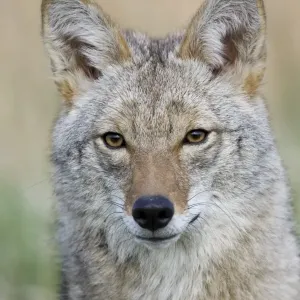 Coyote Adult Head Print Coyote Adult Head Print