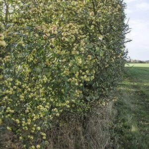 Crab Apples growing in a hedgerow