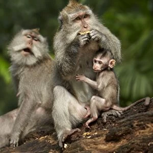 Crab-eating Macaque (Macaca fascicularis) adult female with baby, feeding, Sacred Monkey Forest Sanctuary, Ubud, Bali