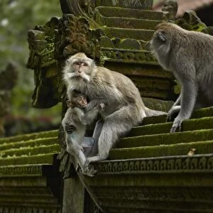 Crab-eating Macaque (Macaca fascicularis) adult females, helping young to climb wall, Sacred Monkey Forest Sanctuary