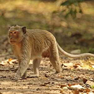 Crab-eating Macaque (Macaca fascicularis) adult male, walking on track, Angkor Wat, Siem Reap, Cambodia, January