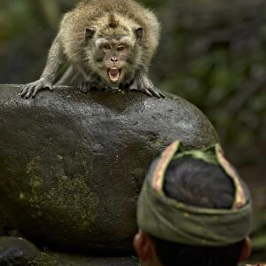 Crab-eating Macaque (Macaca fascicularis) adult, showing aggression towards park ranger