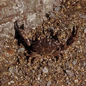 Crab - Xantho incisus In degensive attitude on seashore / Wembury, South Devon
