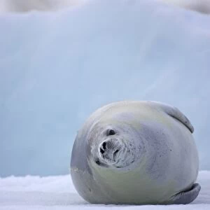 Crabeater Seal (Lobodon carcinophagus) adult, resting on ice floe, Lemaire Channel, Antarctic Peninsula, Antarctica