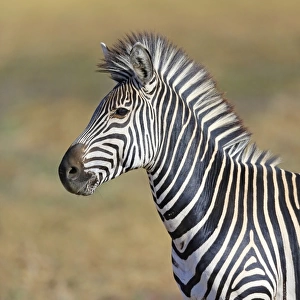 Crawshays Zebra (Equus quagga crawshayi) adult, close-up of head and chest, South Luangwa N. P. Zambia, June