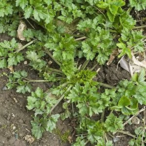 Creeping buttercup, Ranunculus repens, plant on garden soil