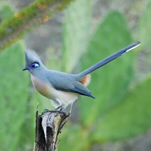 Crested Coua (Coua cristata) adult, perched in tamarind gallery forest, Berenty Nature Reserve, Southern Madagascar, august