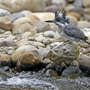 Crested Kingfisher (Megaceryle lugubris) adult, perched on rock beside stream, Northern India, january