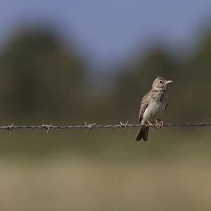 Crested Lark on wire fence - Coto Donana, Spain