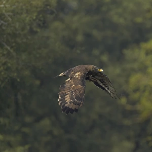 Crested Serpent-eagle (Spilornis cheela) adult, in flight, Keoladeo Ghana N. P. (Bharatpur), Rajasthan, India