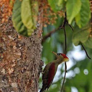 Crimson-winged Woodpecker (Picus puniceus observandus) adult female, clinging to tree trunk, Taman Negara N. P