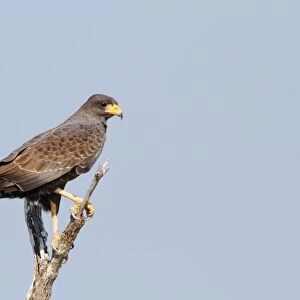 Cuban Black Hawk (Buteogallus gundlachii) adult, perched on branch, Zapata Peninsula, Matanzas Province, Cuba, March