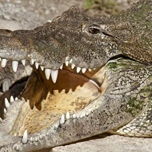 Cuban Crocodile (Crocodylus rhombifer) adult, with mouth open, close-up of head (captive)