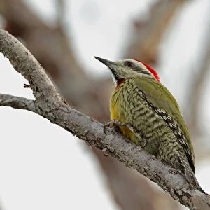 Cuban Green Woodpecker (Xiphidiopicus percussus percussus) adult male, perched on bare branch, Cayo Coco