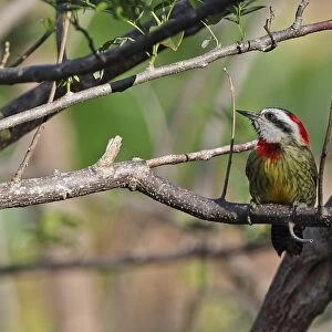 Cuban Green Woodpecker (Xiphidiopicus percussus percussus) adult female, perched on branch, La Belen