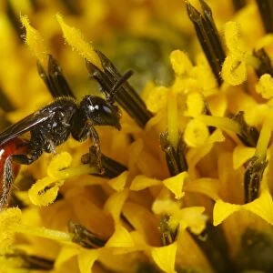 Cuckoo Bee (Sphecodes geoffrellus) adult female, feeding on Sunflower (Helianthus sp. ) flower in garden, Powys, Wales, august