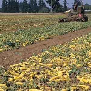 Cucumber (Cucumis sativus) crop, mature seed fruit, swept into rows for harvest by machinery, Oregon, U. S. A