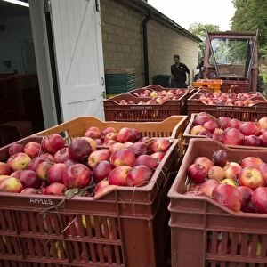 Cultivated Apple (Malus domestica) harvested fruit, cider apples ready for pressing at Benedictine monastery