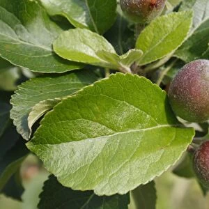 Cultivated Apple (Malus domestica) close-up of leaves and developing fruit, in garden, Suffolk, England, may