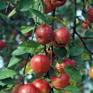 Cultivated Apple (Malus domestica) Ripening apples on tree / some marked with " spot"