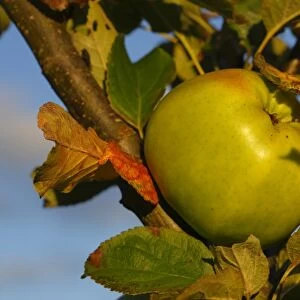 Cultivated Apple (Malus domestica) Lord Derby culinary variety, close-up of fruit, in organic orchard, Powys, Wales