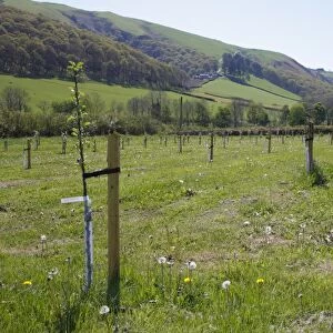 Cultivated Apple (Malus domestica) Howgate Wonder, newly planted maiden whips in organic orchard, Powys, Wales. april