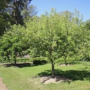 Cultivated Apple (Malus domestica) habit, orchard growing in walled garden, Thornham Estate, Thornham Magna, Suffolk