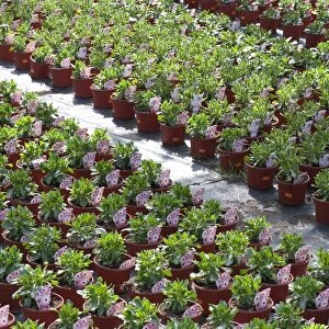 Cultivated Cape Daisy (Osteospermum ecklonis) Summertime Pink Charme, rows of potted plants in nursery, Norfolk