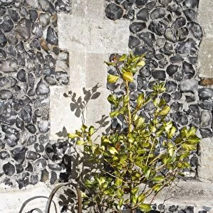 Cultivated Holly (Ilex sp. ) sapling, growing in pot beside metal watering can, St