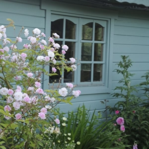 Cultivated Rambling Rose (Rosa sp. ) David Austin, flowering, growing on trellis beside wooden summerhouse in garden