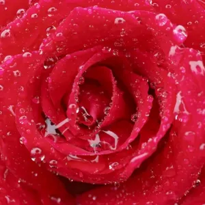 Cultivated Rose Print: Close-up of Red Petals with Raindrops Cultivated Rose Print: Close-up of Red Petals with Raindrops