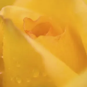 Cultivated Rose (Rosa sp. ) close-up of yellow flower petals, after rainshower Cultivated Rose (Rosa sp. ) close-up of yellow flower petals, after rainshower