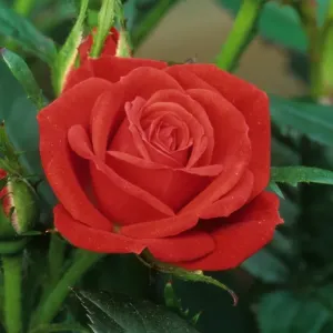 Cultivated Rose Print - Miniature Rosa Species Cultivated Rose Print - Miniature Rosa Species