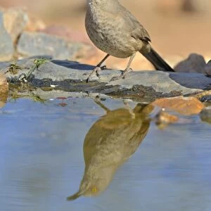 Curve-billed Thrasher (Toxostoma curvirostre) adult, drinking, standing at edge of pool with reflection, Amado