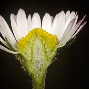 Cut section of a daisy, Bellis perennis, showing ray and disc florets of a Compositae flower