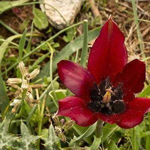 Cypriot Tulip (Tulipa cypria) flowering, Cyprus, March