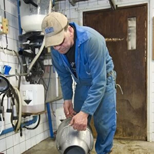Dairy farmer pouring milk into bucket, in milking parlour, Sweden