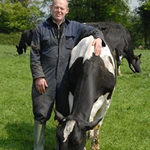 Dairy farmer Steve Hook with Friesian cows in herd on organic dairy farm, featured in The Moo Man documentary film