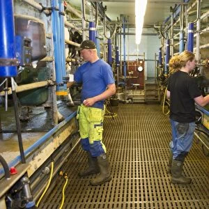 Dairy farmers working in milking parlour, milking cows, Sweden, june