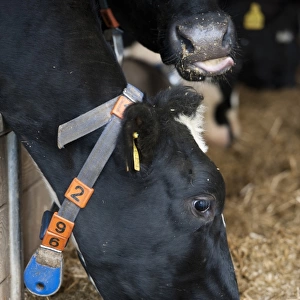 Dairy farming, dairy cow, with radio identification collar, feeding on mixed silage ration through feed barrier